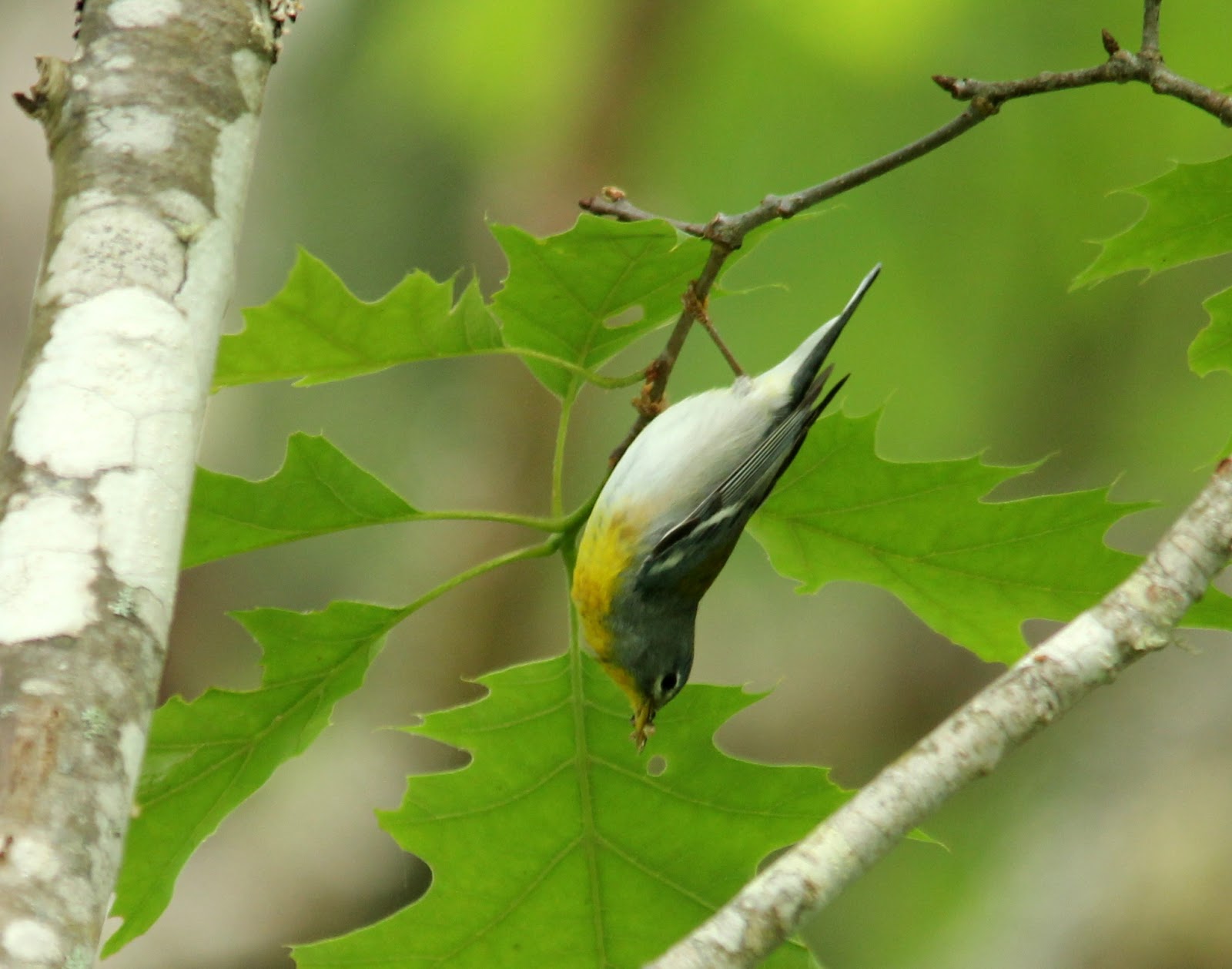 Here and There: Day 176 - 24th June 2016 - Northern Parula, Canoe and Wiegela