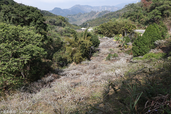 台中新社|2019新社李花園|滿山谷百多棵李樹雪白花海|李花隧道拍美照|白冷圳5號渡槽 台中新社|2019新社李花園|滿山谷百多棵李樹雪白花海|李花隧道拍美照|白冷圳5號渡槽