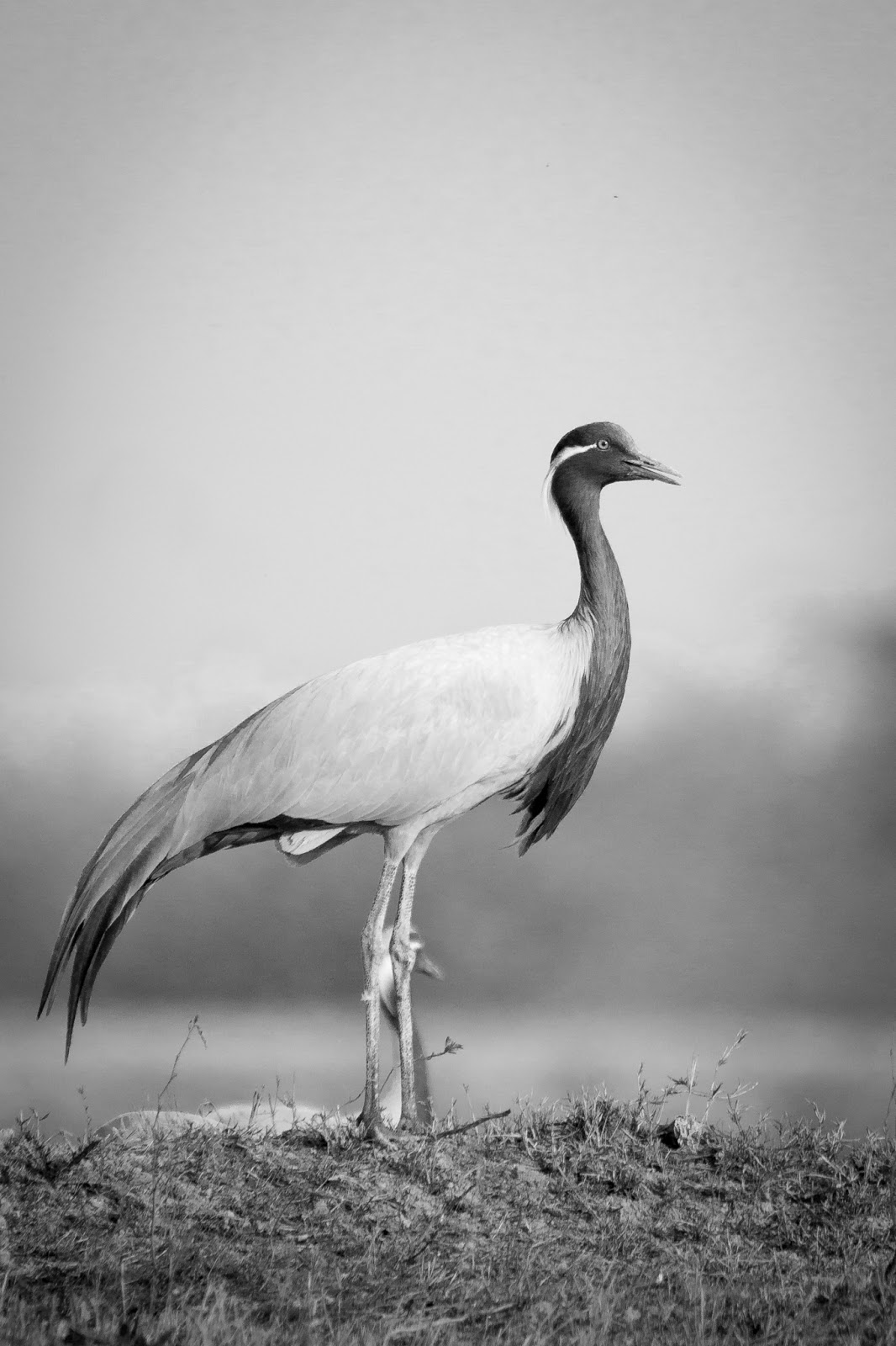 I Hope This Crane Is Just Hiding Other >> Koonj The Demoiselle Cranes Visual Journeys I Hope This Crane Is Just Hiding Other >> Koonj The Demoiselle Cranes Visual Journeys