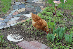 farm med coop functional chicken creative