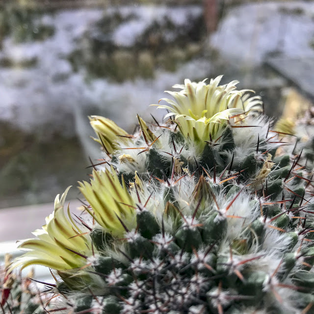 kaktus, cactus kaktus, cactus