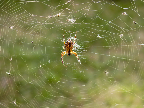 spindel, spider spindel, spider
