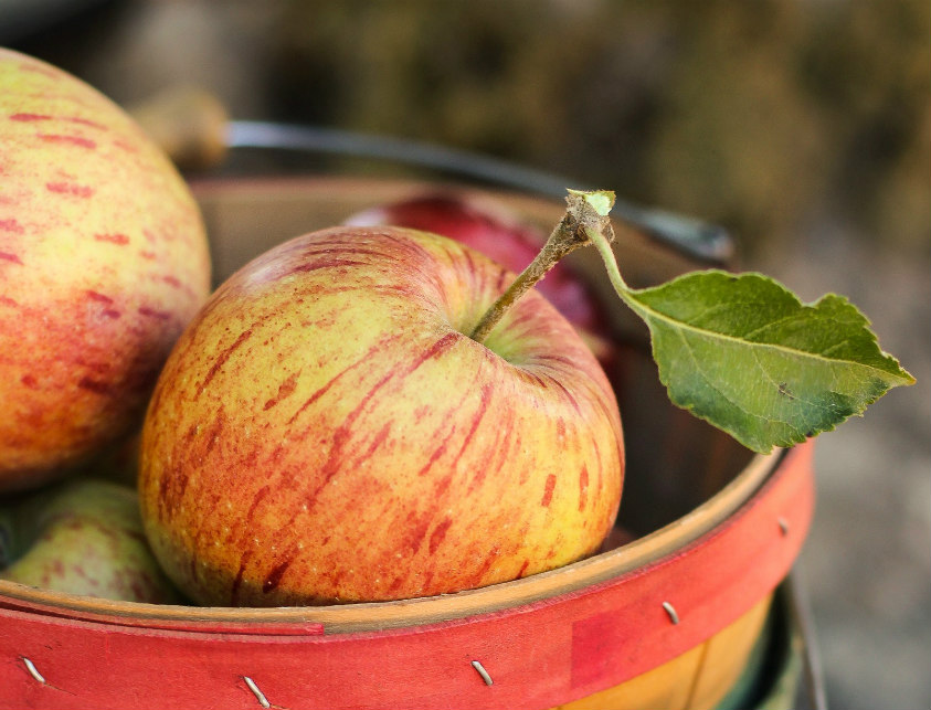 Guide to Preserving Apples Oak Hill Homestead