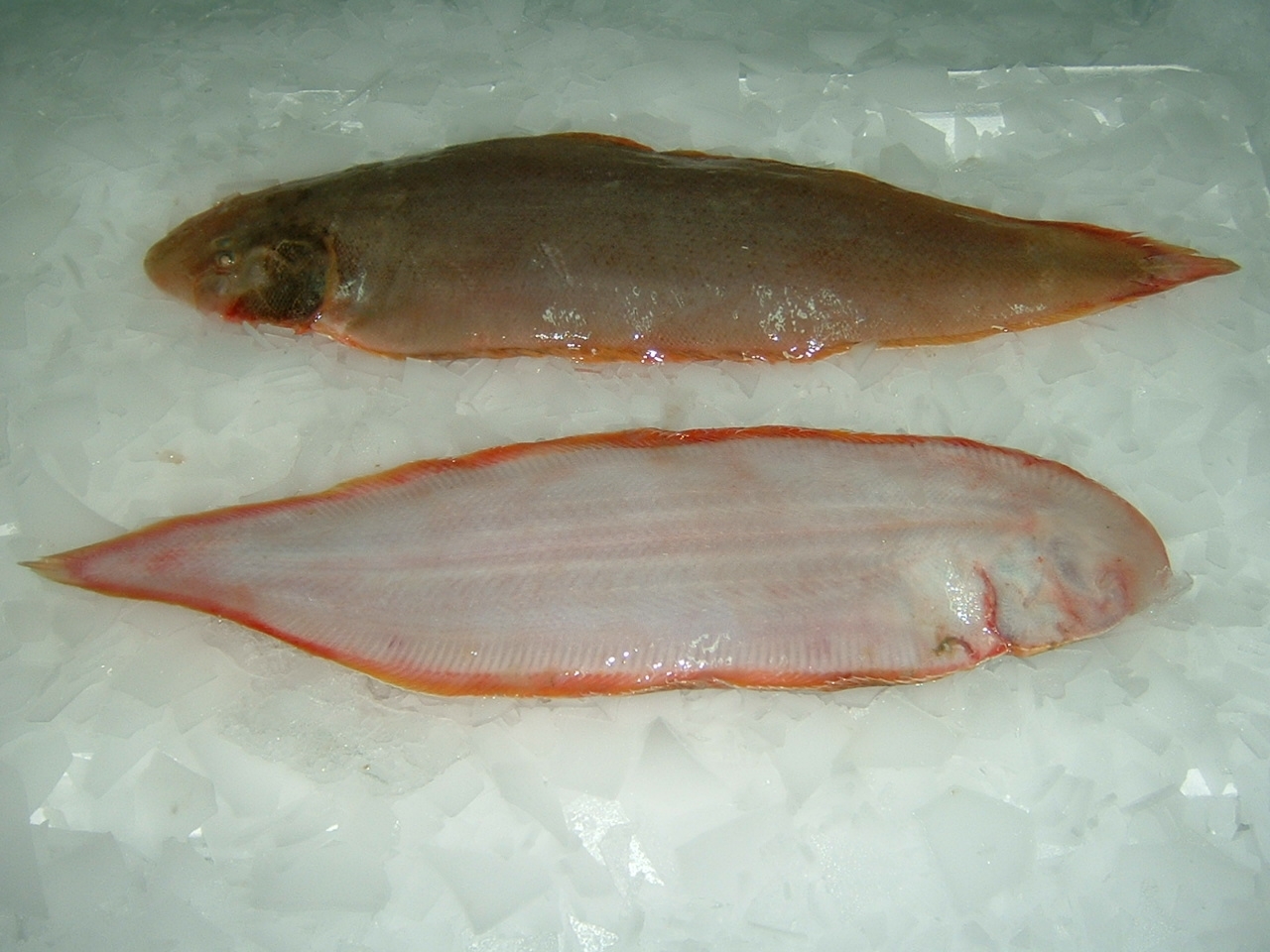 Senegal Seafoods , Fish Products Fresh Sole Langue ,Sole Long ,Frozen