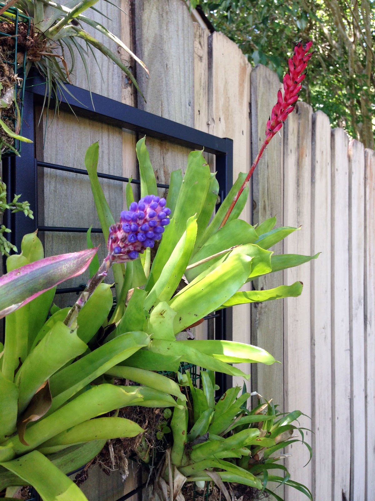 The Rainforest Garden Make A Vertical Garden From Cheap Suet Basket Birdfeeders
