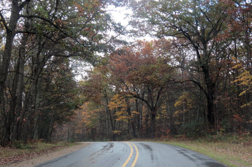 road with dark trees