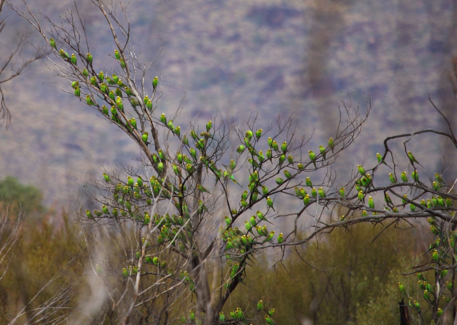 Budgerigar+Tree+2012_11_05+01.jpg