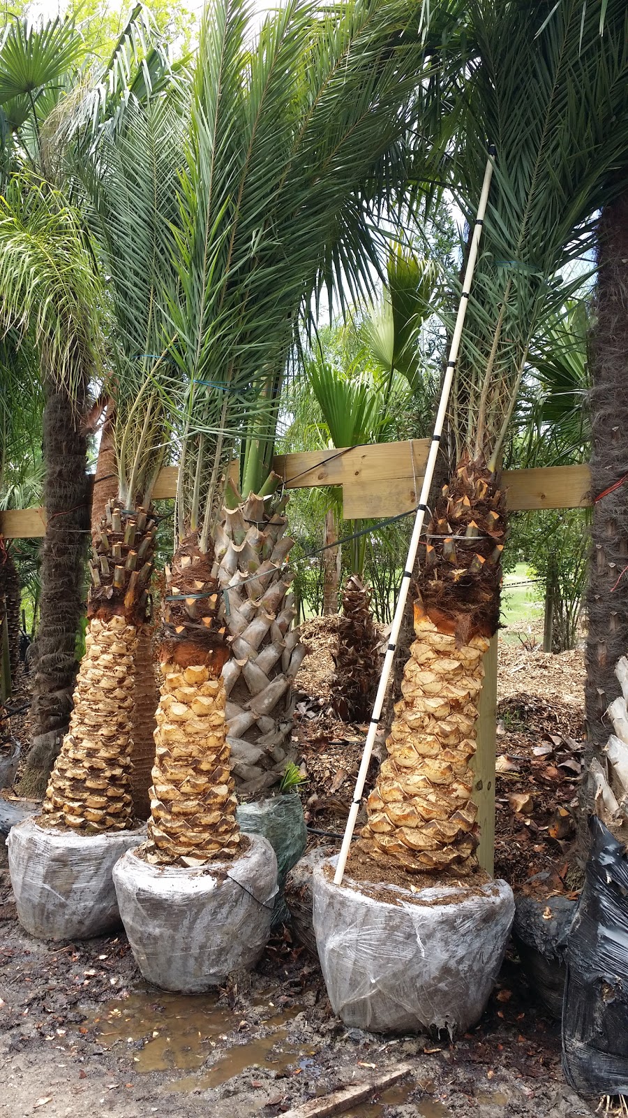 Cold Hardy Palm Trees in Houston Palms for your summer projects in