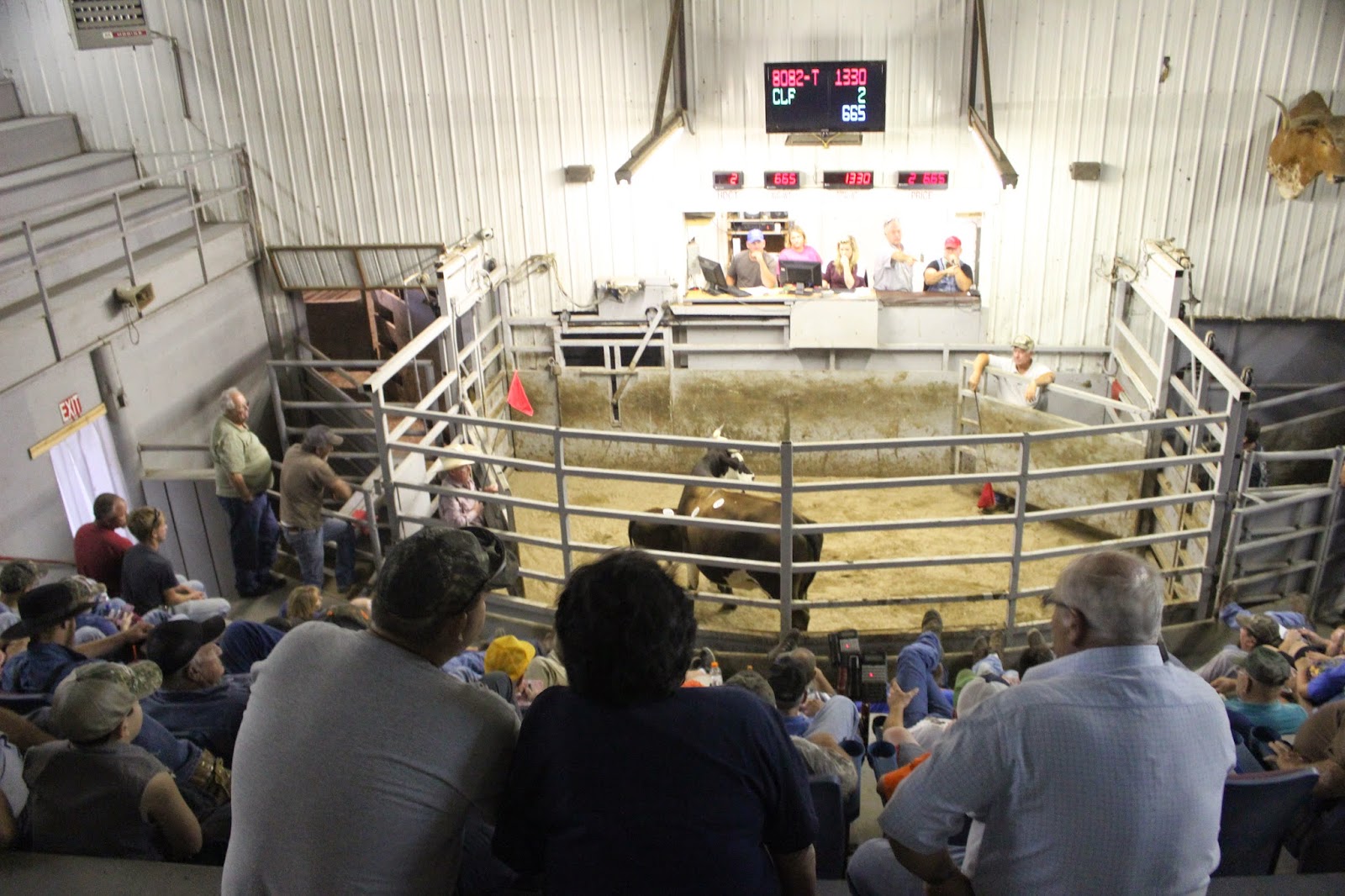 Snug Harbor Bay Livingston Livestock Auction