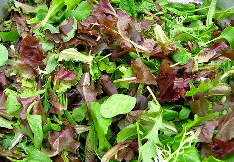 Mesclun Lettuce