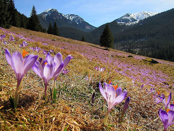 Szafran spiski (Crocus scepusiensis).