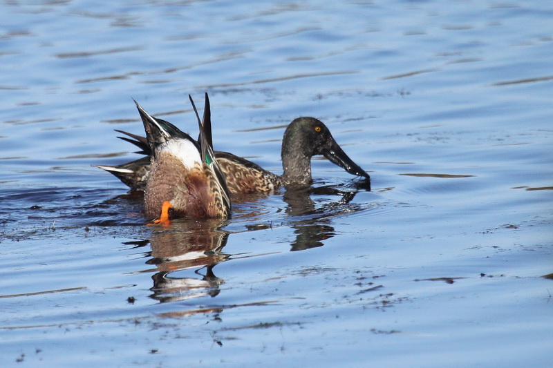Tails of Birding Dabbling Ducks Genus Anas No. 2
