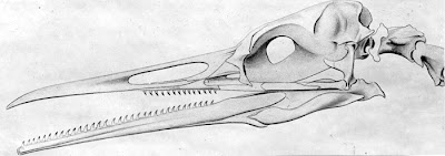 craneo de Hesperornis