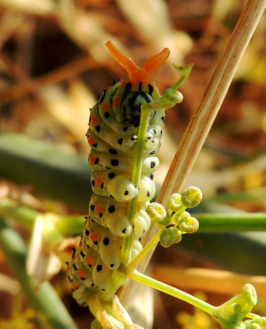 ORUGA DE PAPILIO MACAON