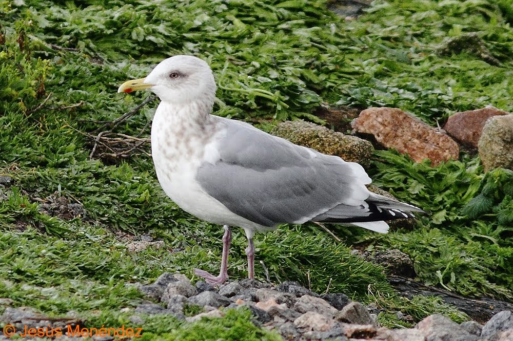 (Larus Thayeri) Thayer's gull / Gaviota esquimal / Kaio eskimala