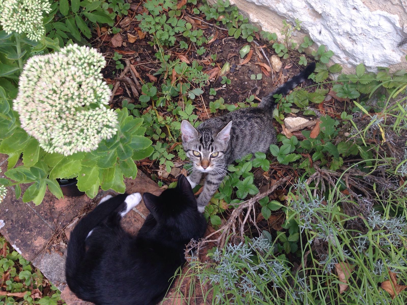 noir jaillissant chatte