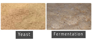 Yeast and Fermentation