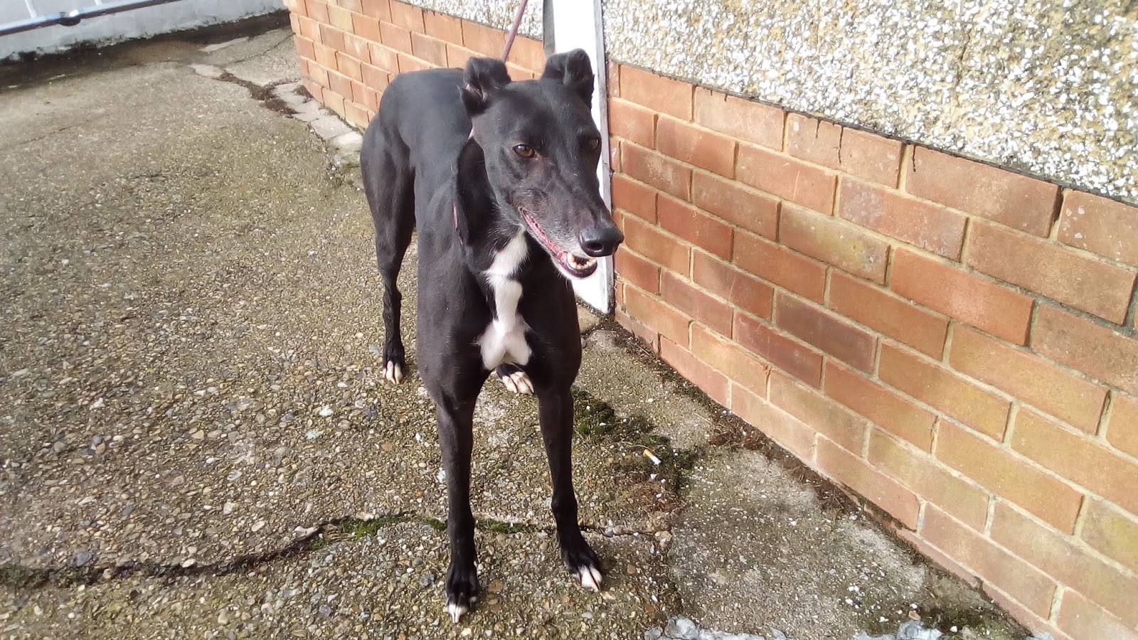 Whittingham Kennels Greyhound Trust Henlow and Waltham Abbey