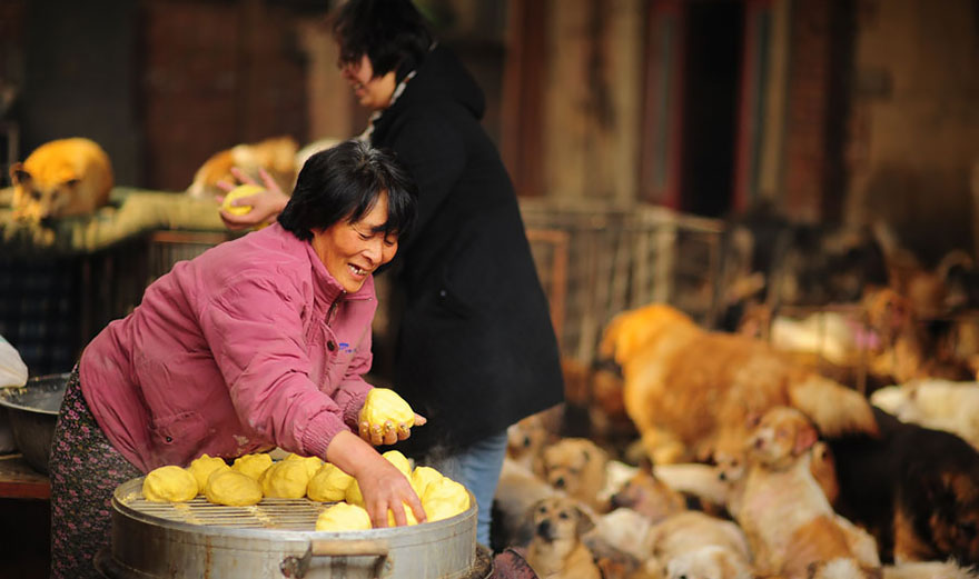 Yang makes steamed corn bread twice a day to feed the dogs, which is all she can afford - Chinese Woman Travels 1,500 Miles And Pays $1,100 To Save 100 Dogs From Chinese Dog-Eating Festival