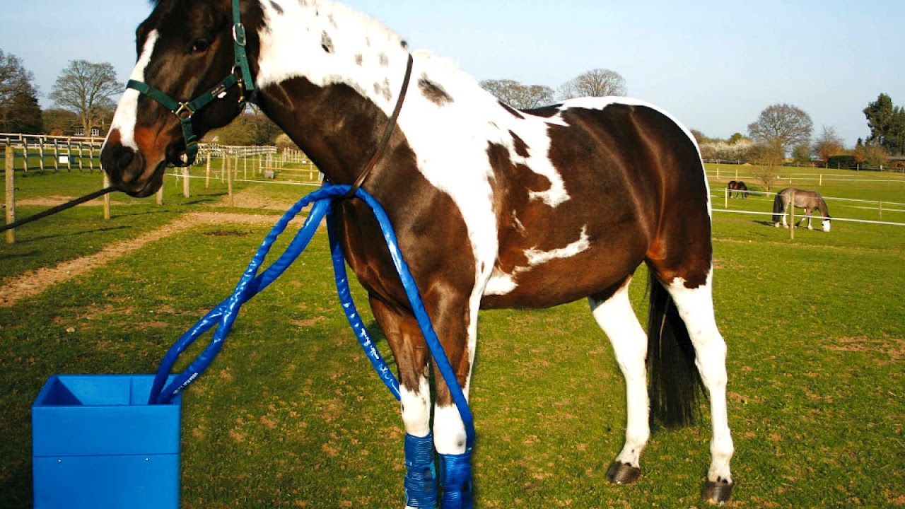Pulsed Field Therapy For Horses Horse Choices