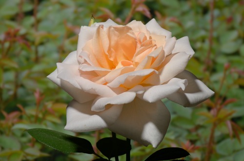 Grand Mogul rose сорт розы фото  