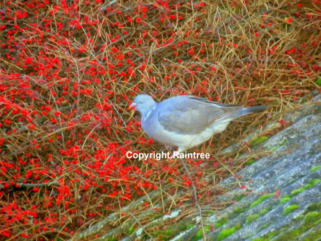 Woodpigeons eating berries