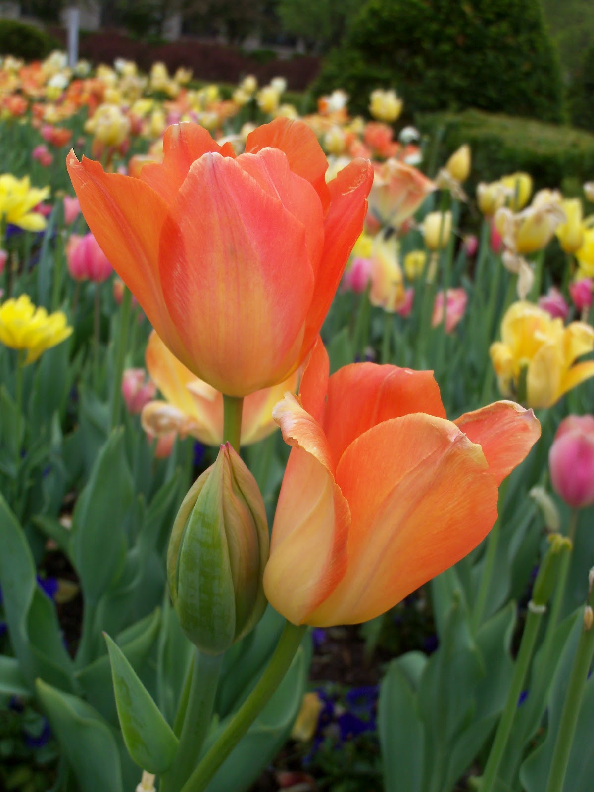 Beyond The Garden Gate Tea, Tulips, and Daffodils