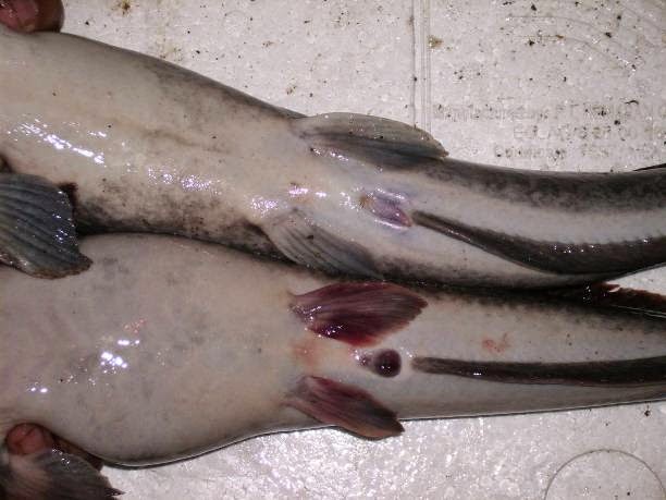 Pembuahan Ikan LeleSangkuriang (Clarias gariepinus var) Pembuahan Ikan LeleSangkuriang (Clarias gariepinus var)