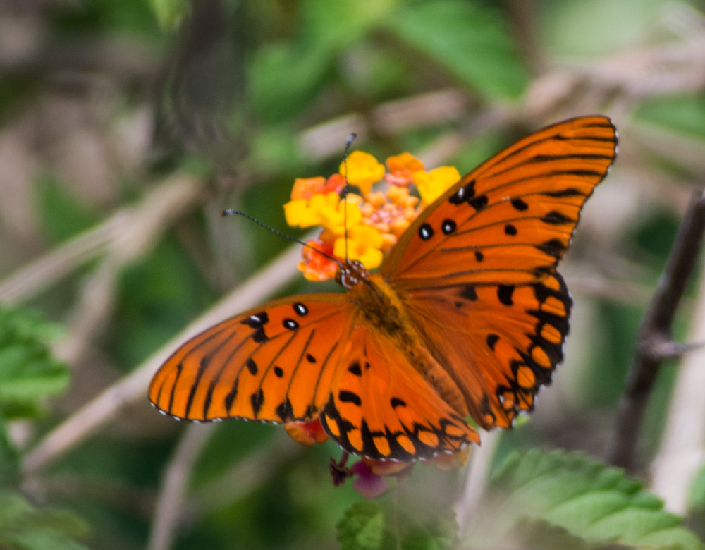 Len's Lens Confessions of a digiscoper Florida Butterflies Gulf