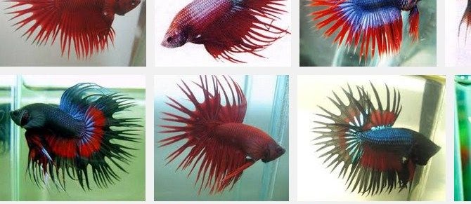 Jenis Ikan Cupang Serit dan Cantinya Dipelihara