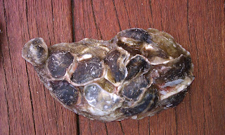 oyster restoration shell with spat to be recycled