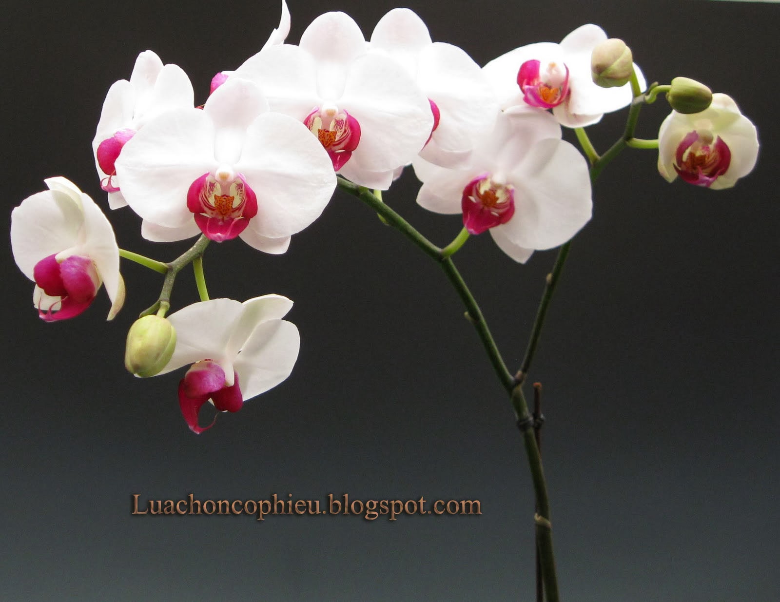 орхидея phal. фаленопсис ред лип. орхидея ред лип. орхидея фаленопсис red kiss. фаленопсис ред.