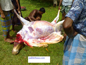 কুর বানীর গরুর চামড়া ছাড়ানো হচ্ছে