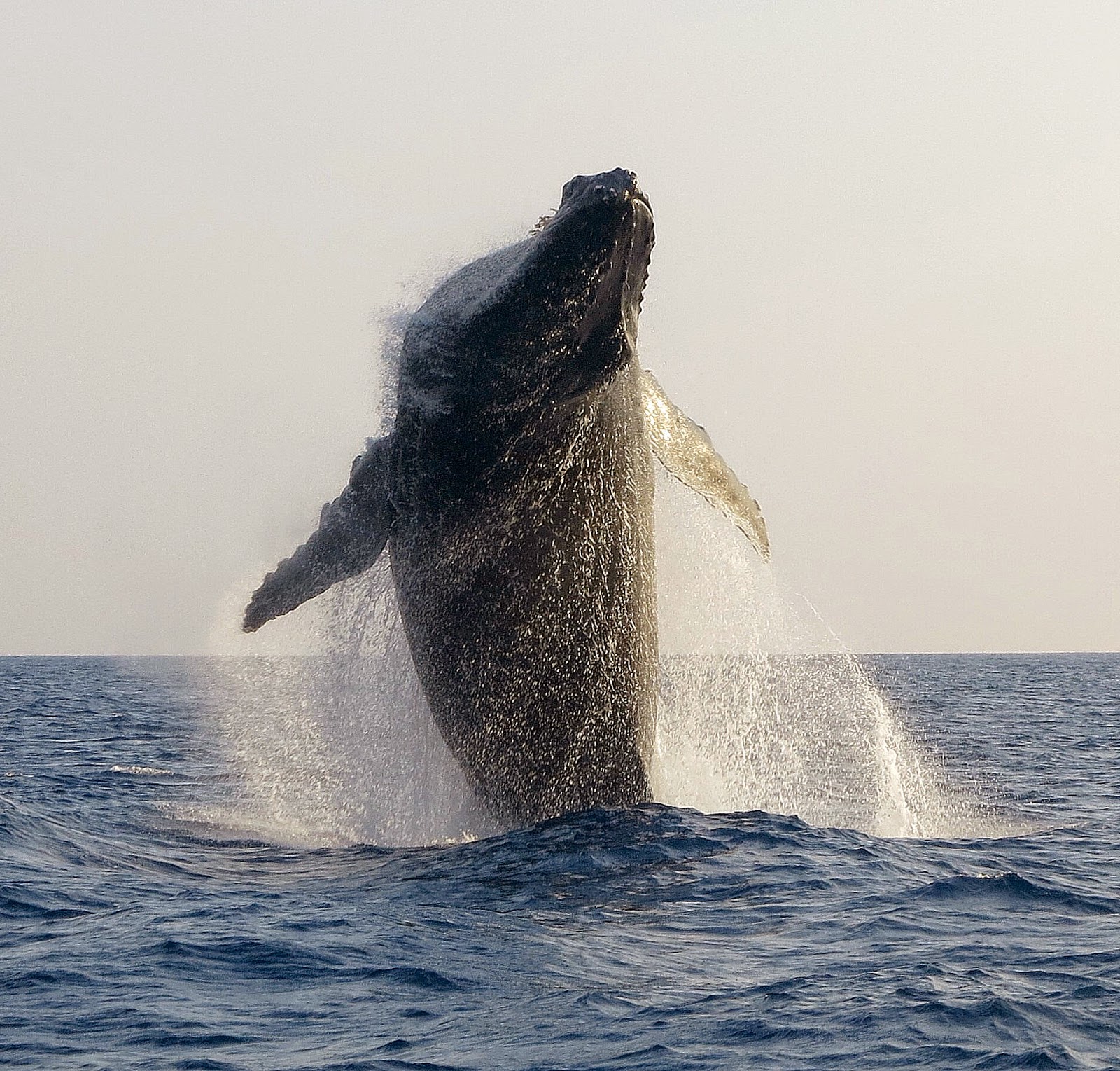 Swim with Dolphins, Snorkel with Manta Rays, Whale Watching, Boat Tours