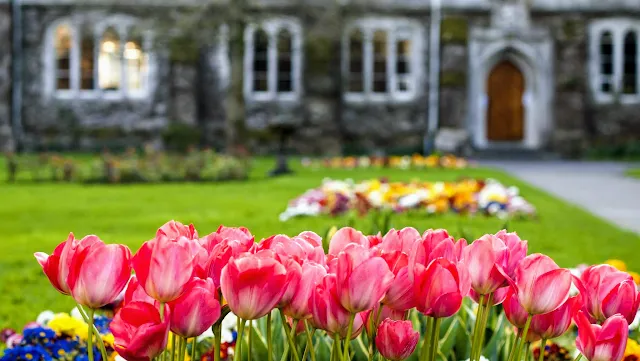 Tulips at University College Cork (UCC)