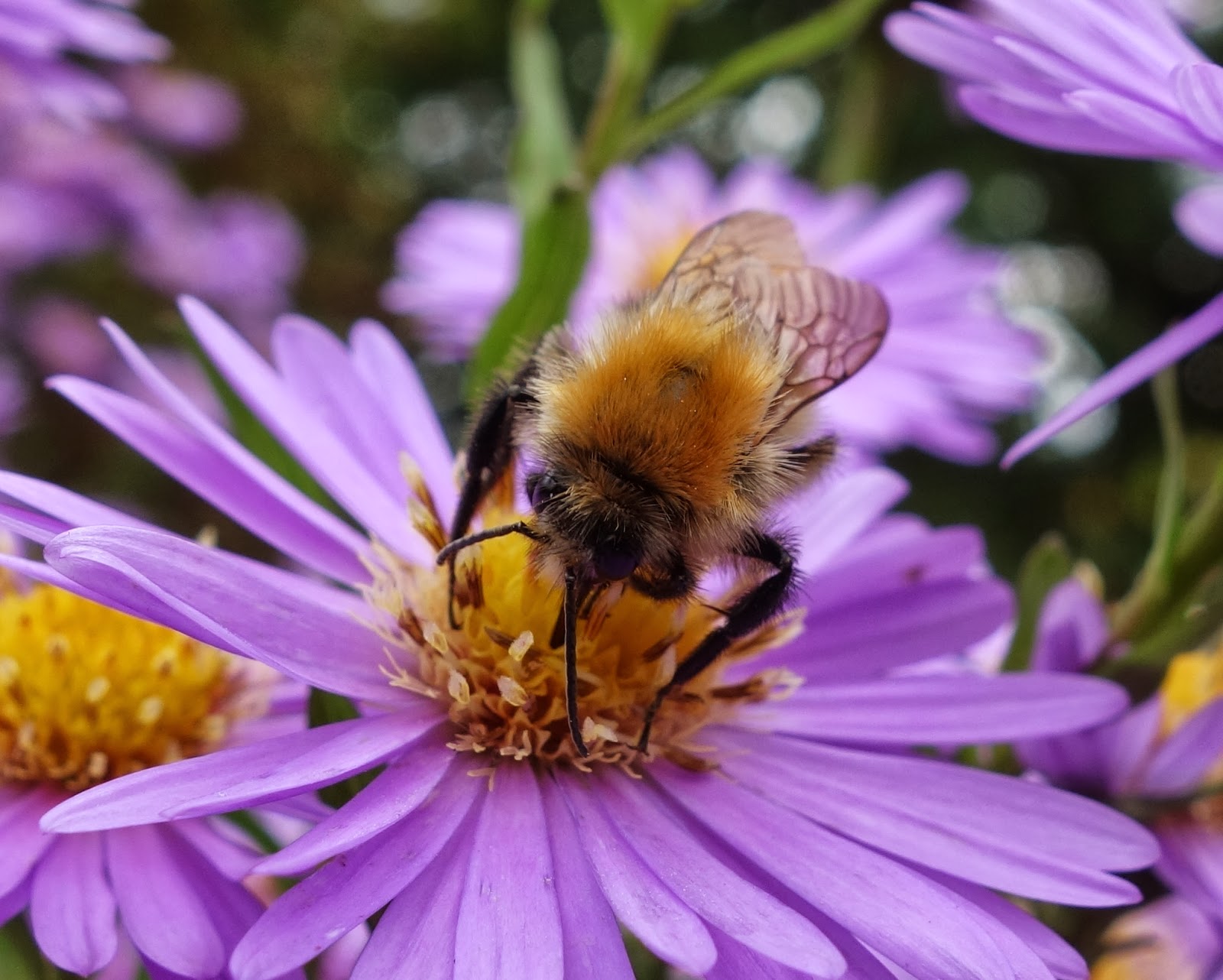 Urban Pollinators: Late pollinators still out and about