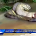 TERRIFYING! Giant Anaconda eats an entire cow and throws it up after!