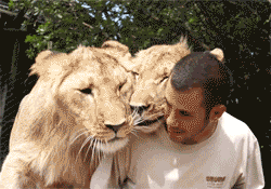 004-funny-animal-gifs-getting-love-from-lions.gif
