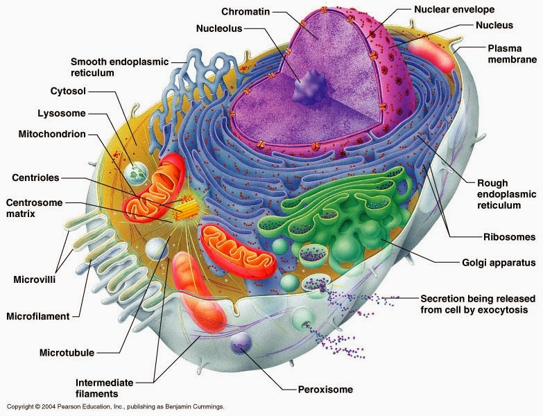 download cell organelles for free