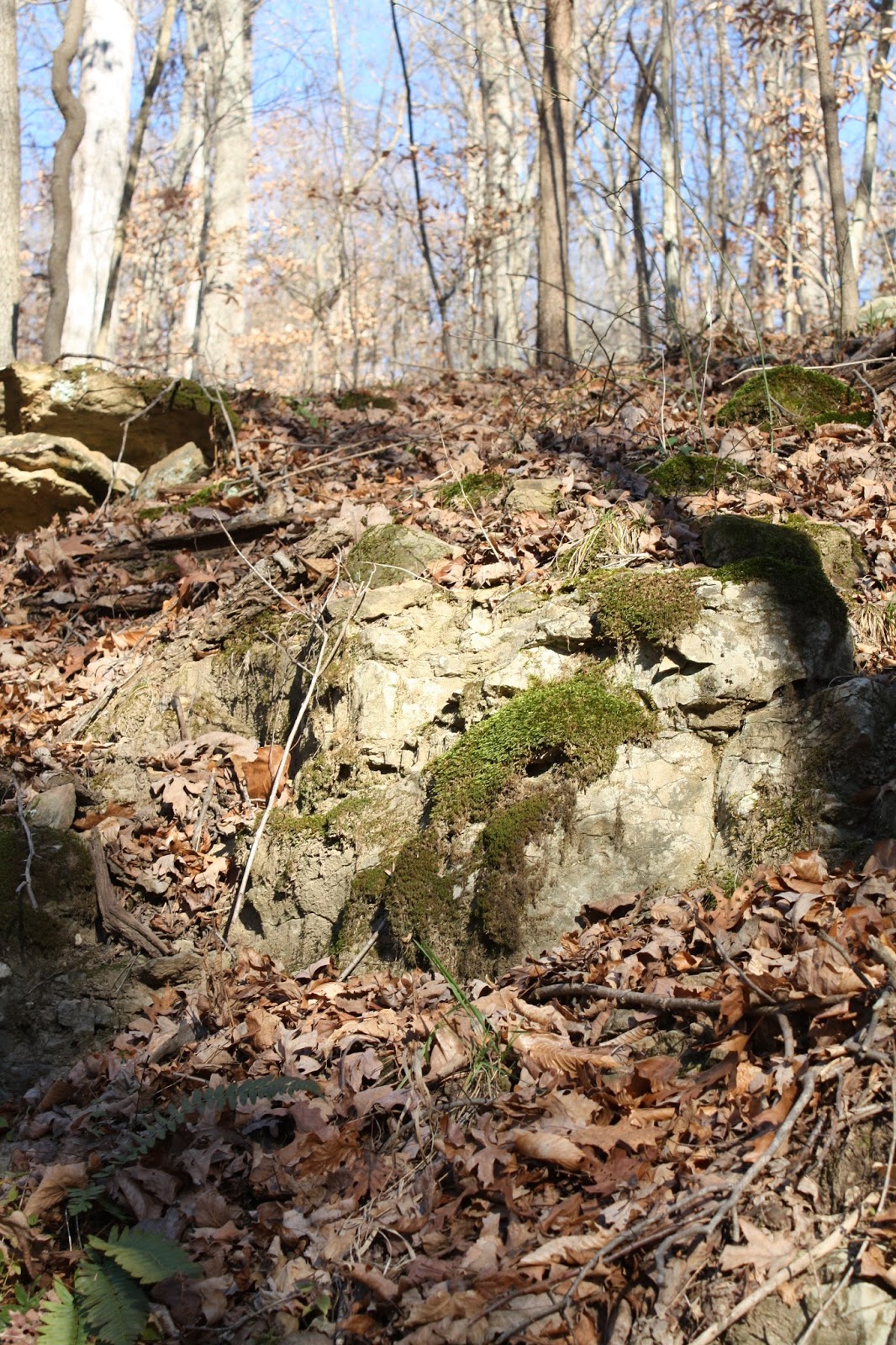 A Little Time and a Keyboard A Taste of Hoosier National Forest