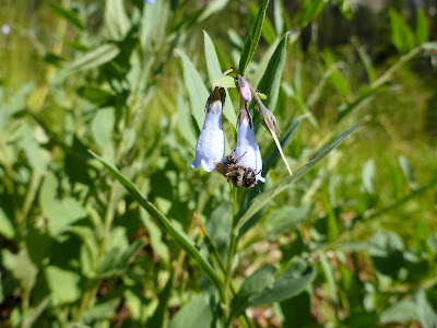 Mertensia paniculata (Tall Lungwort) with Bee