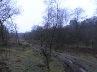 Creswell Piece woodland near Stroke on Kent