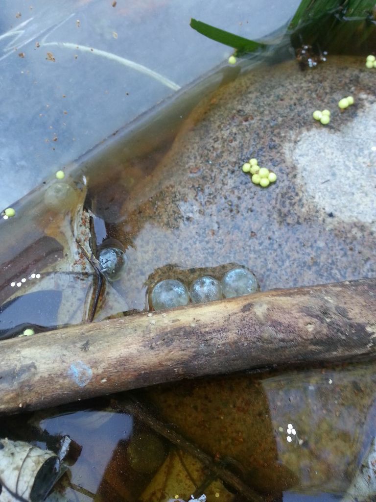 Crafts for Kiddos Dinosaur Swamp Land! (Not as gross as it looks!)