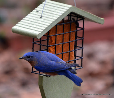 Southern Meadows~Winter is the Best Time for Backyard Birding