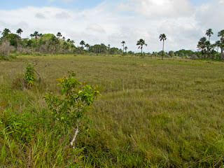 Aripo Savanna & its Herpetofauna