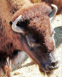 Photograph of buffalo at the Terry Bison Ranch near the Colorado/Wyoming border.