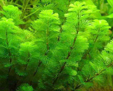 Cabomba Caroliniana Cabomba Caroliniana