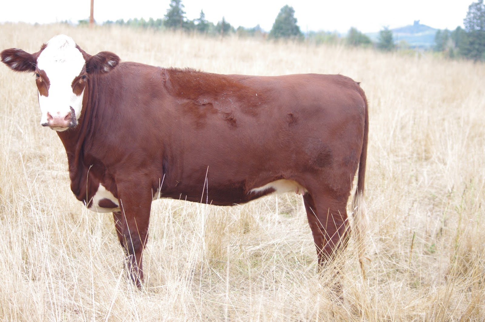 Rehoboth Ranch SALE Red Angus/Hereford replacement heifer
