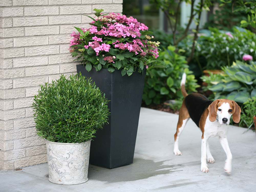 The Plant Hunter Boxwood Alternatives