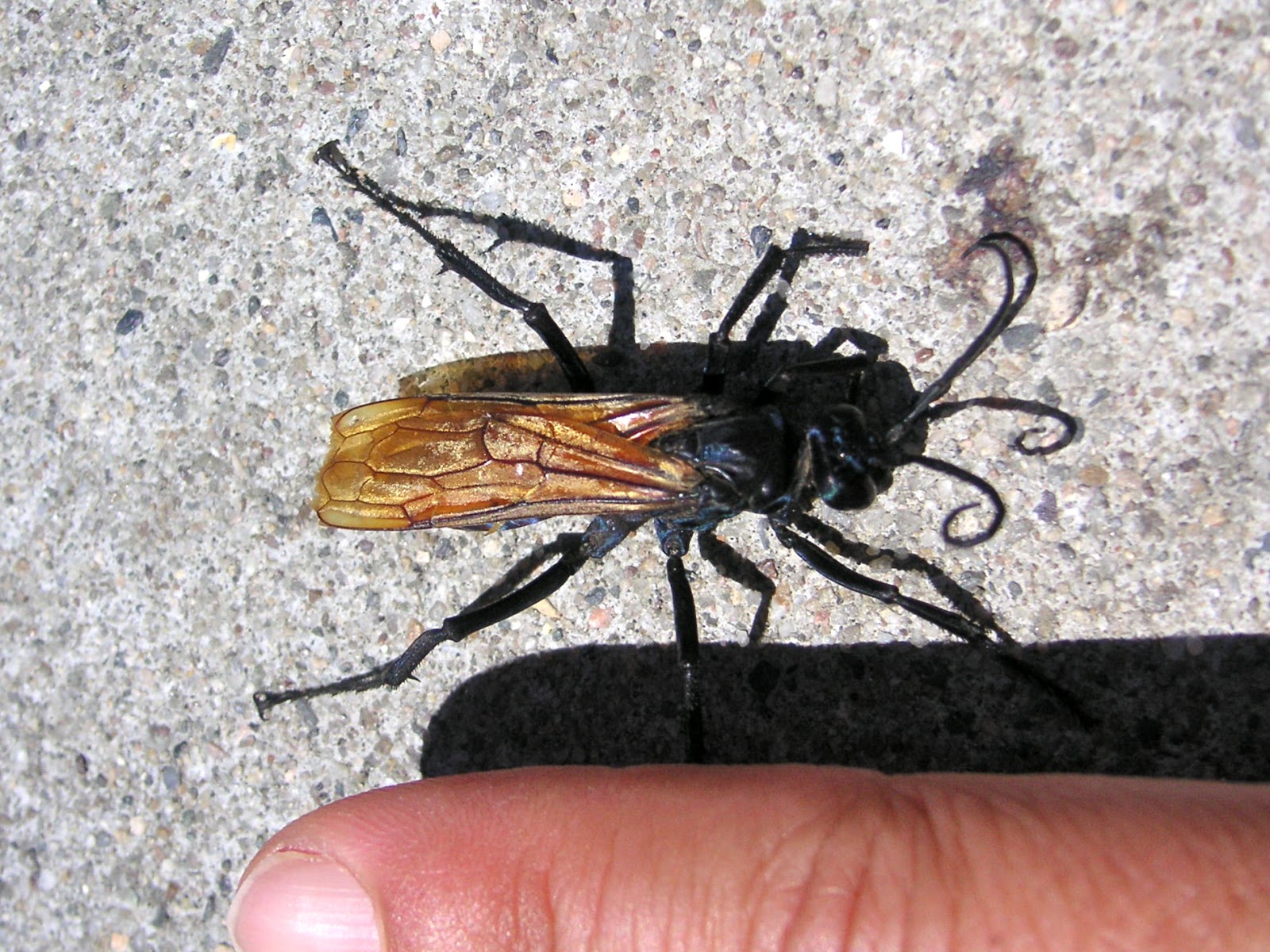 Nature ID tarantula hawk 07/16/13 Cayucos